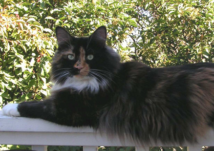 Chula, four years old, August 2005